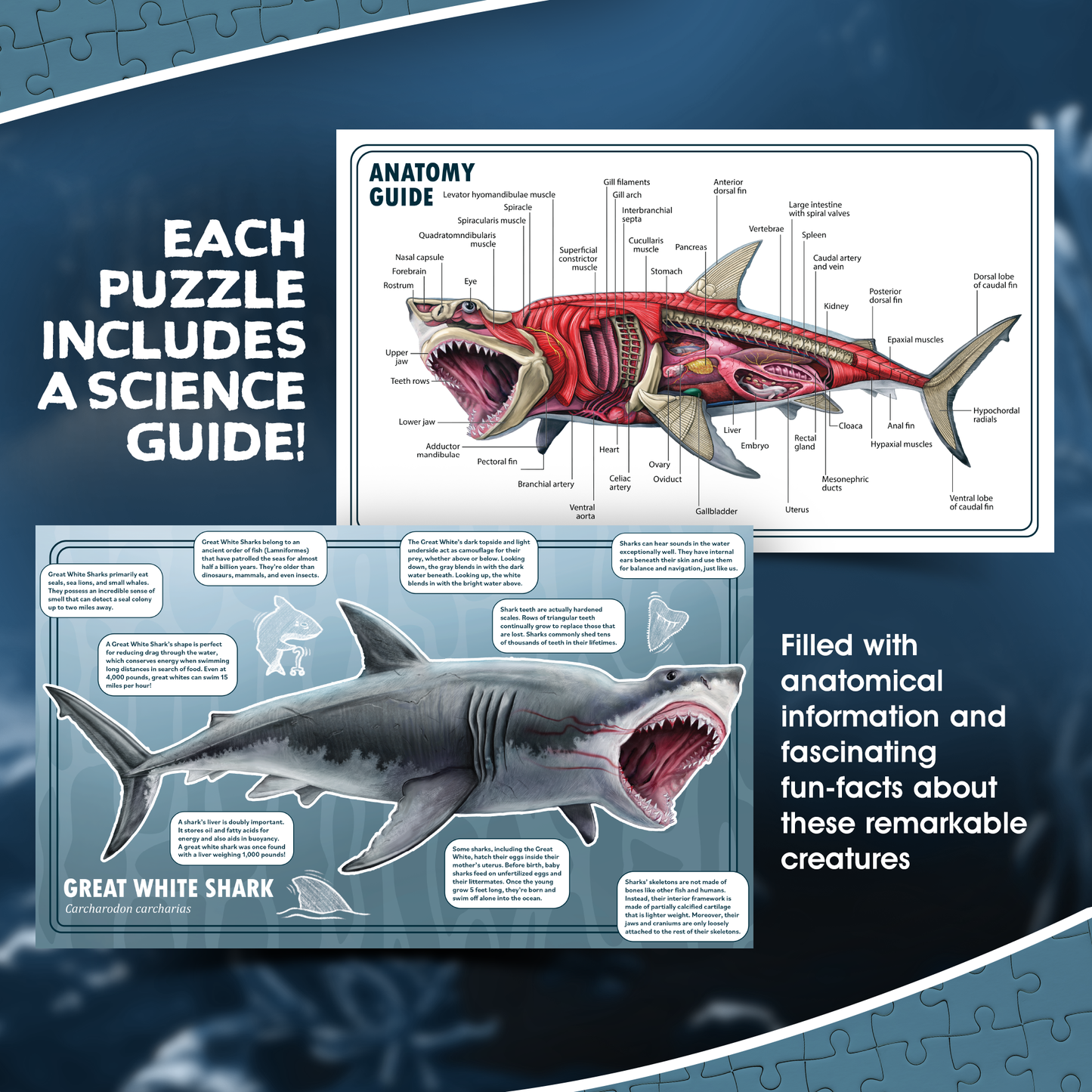 Turn N Learn: Shark Puzzle