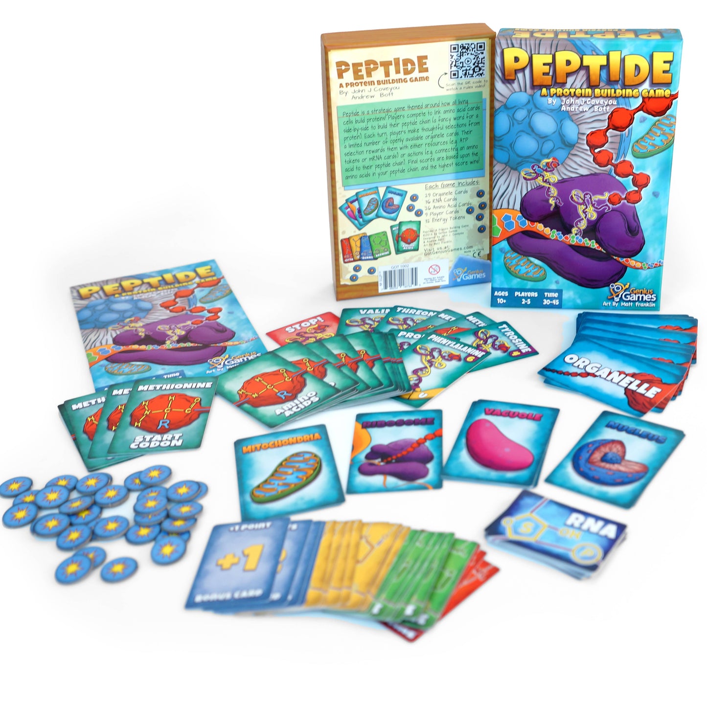 Peptide Protein Building Game