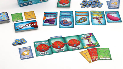 Peptide Protein Building Game