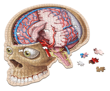 Dr. Livingston's Anatomy Jigsaw Puzzle: The Human Brain