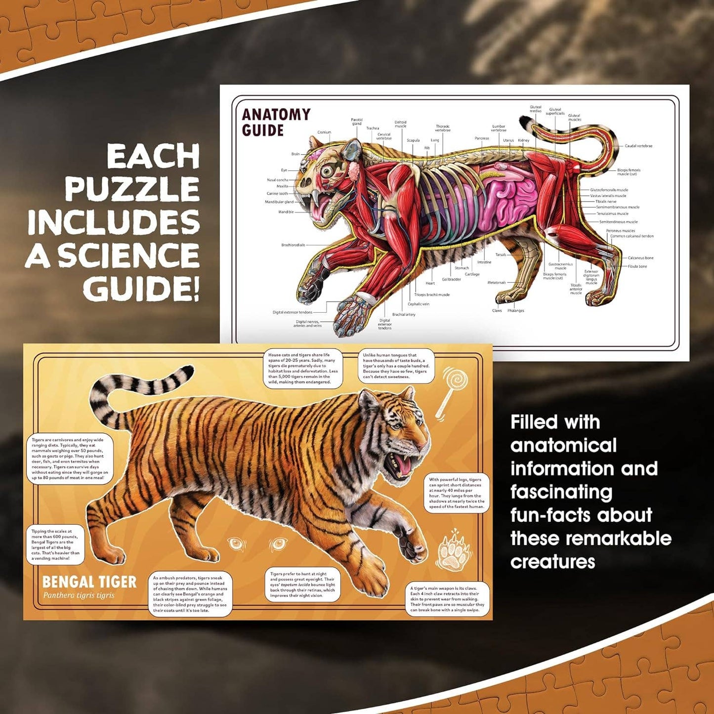 Turn N Learn: Tiger Puzzle